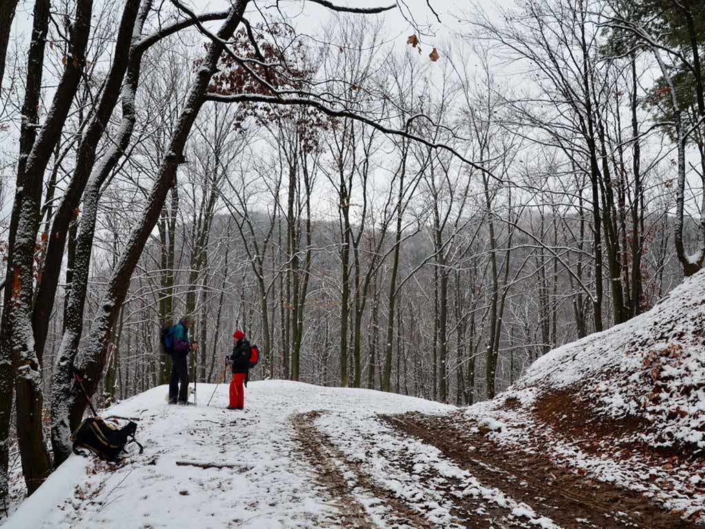 Foto La Intorsura Fagetului (c) Lucian Petru Goja